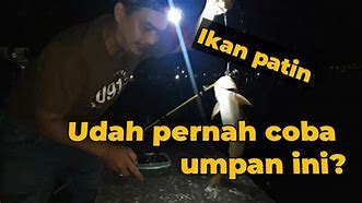 Umpan Patin Liar Malam Hari